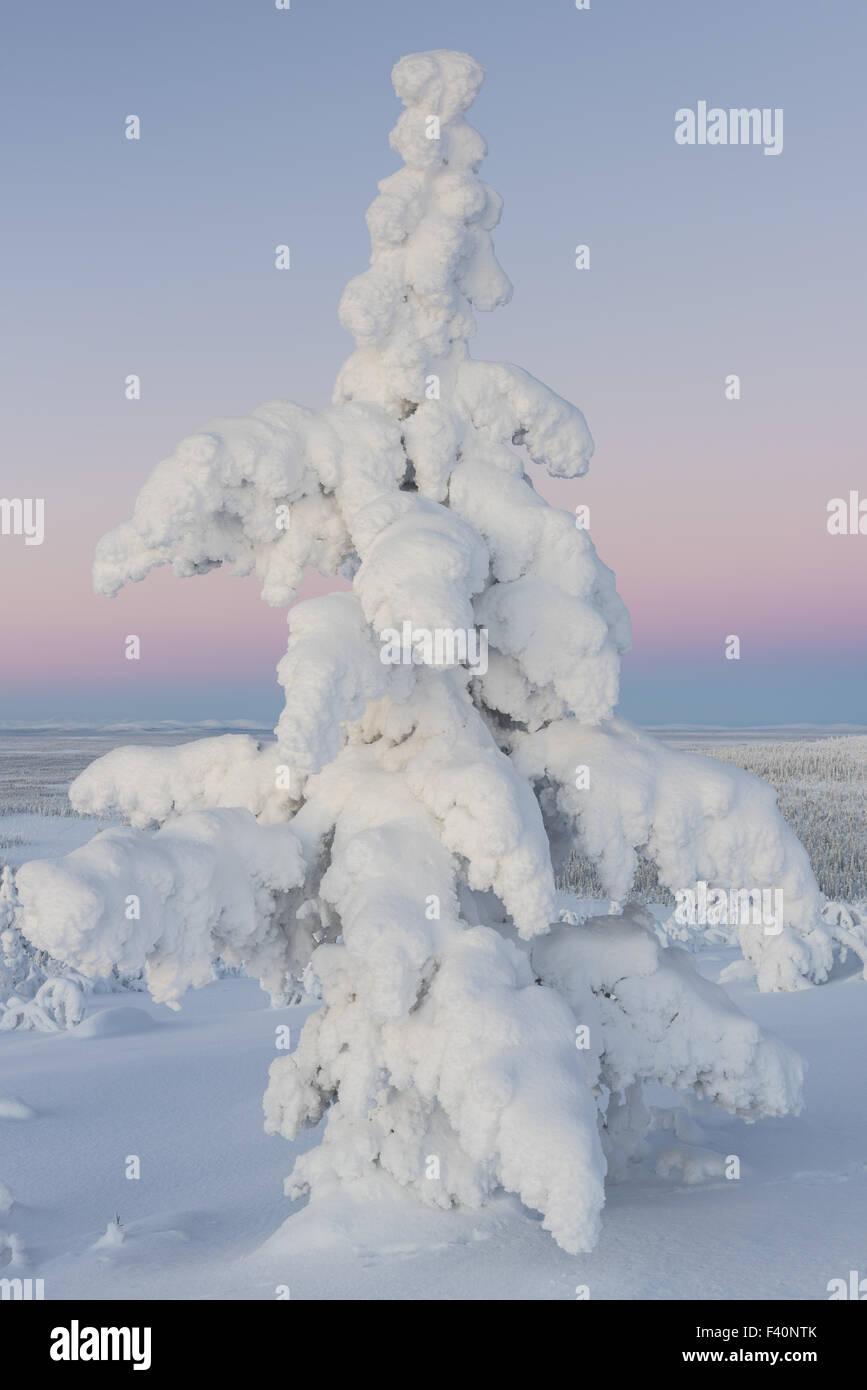 winter landscape, Lapland, Sweden Stock Photo