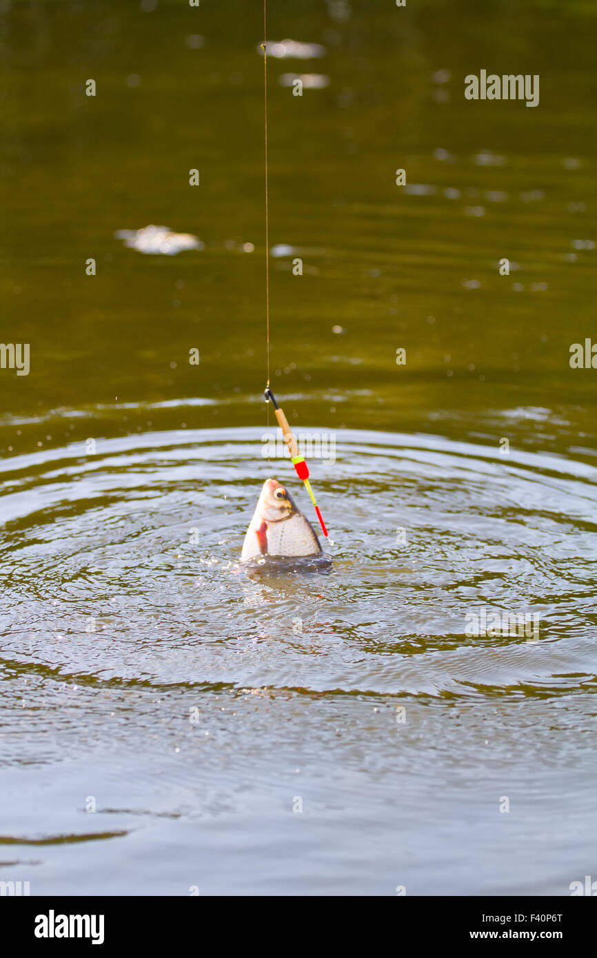 active angling fish bream fishing rod Stock Photo Alamy