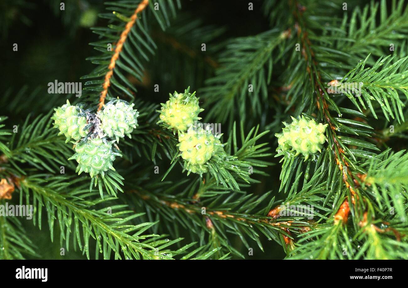 spruce gall; Stock Photo