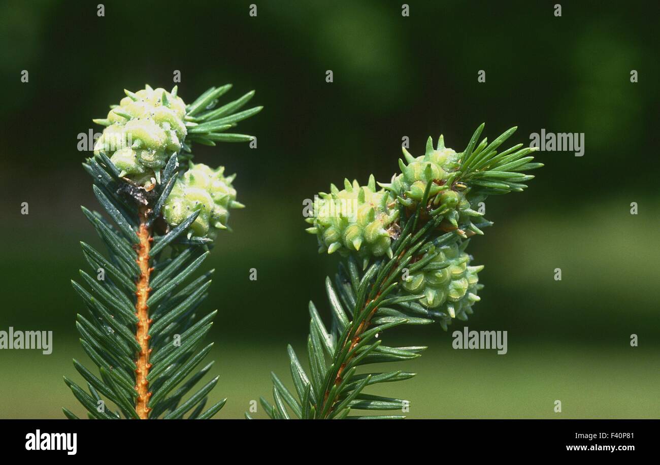 spruce gall; Stock Photo