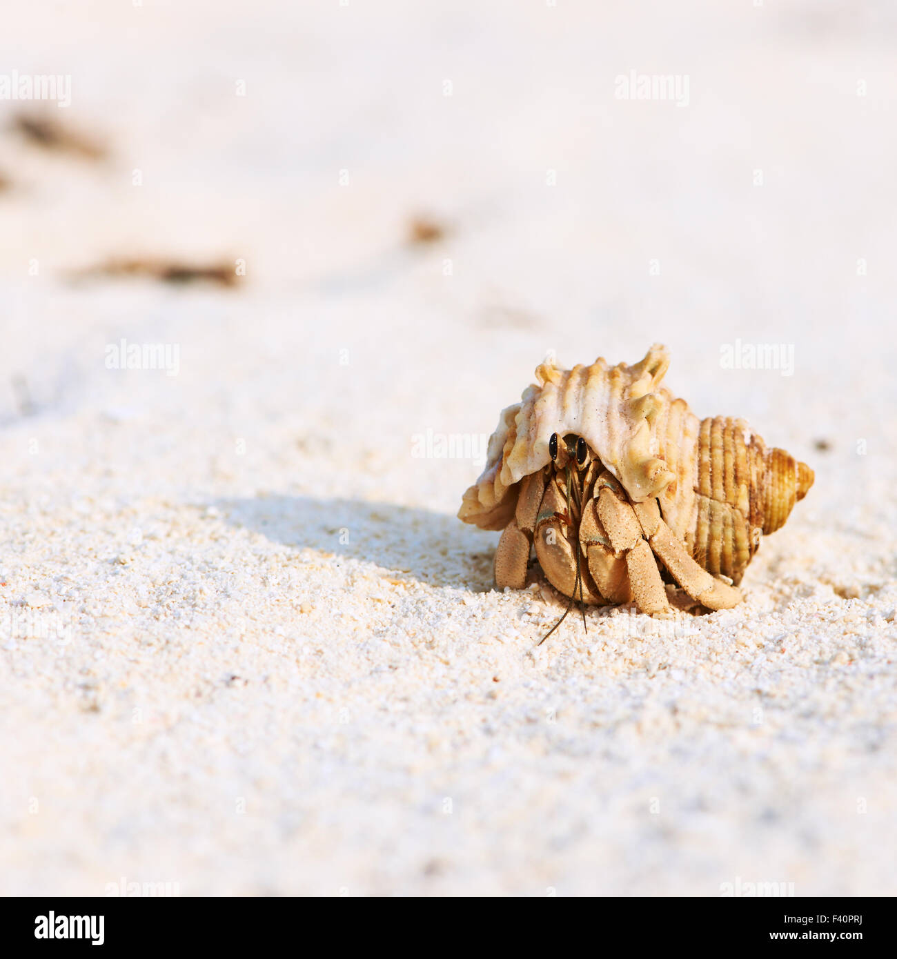 Hermit crab at beach Stock Photo - Alamy