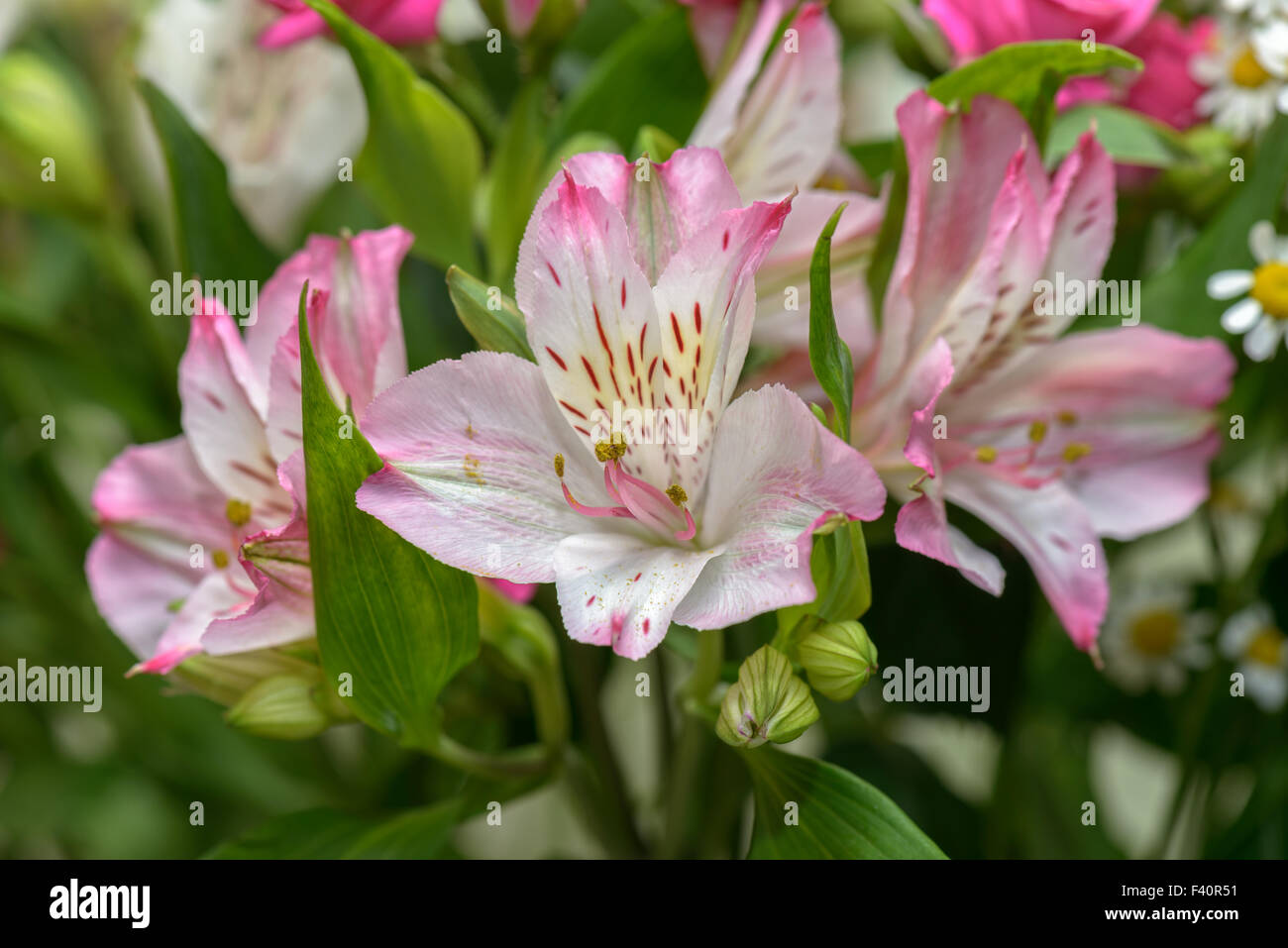 Lily flowers Stock Photo