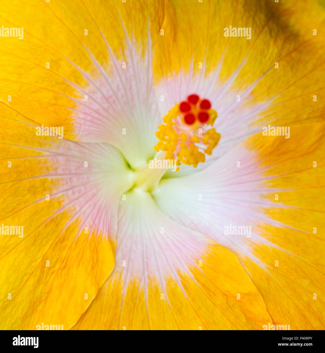 Hawaiian Hibiscus; Yellow Hibiscus; Hibiscus brackenridgei; state