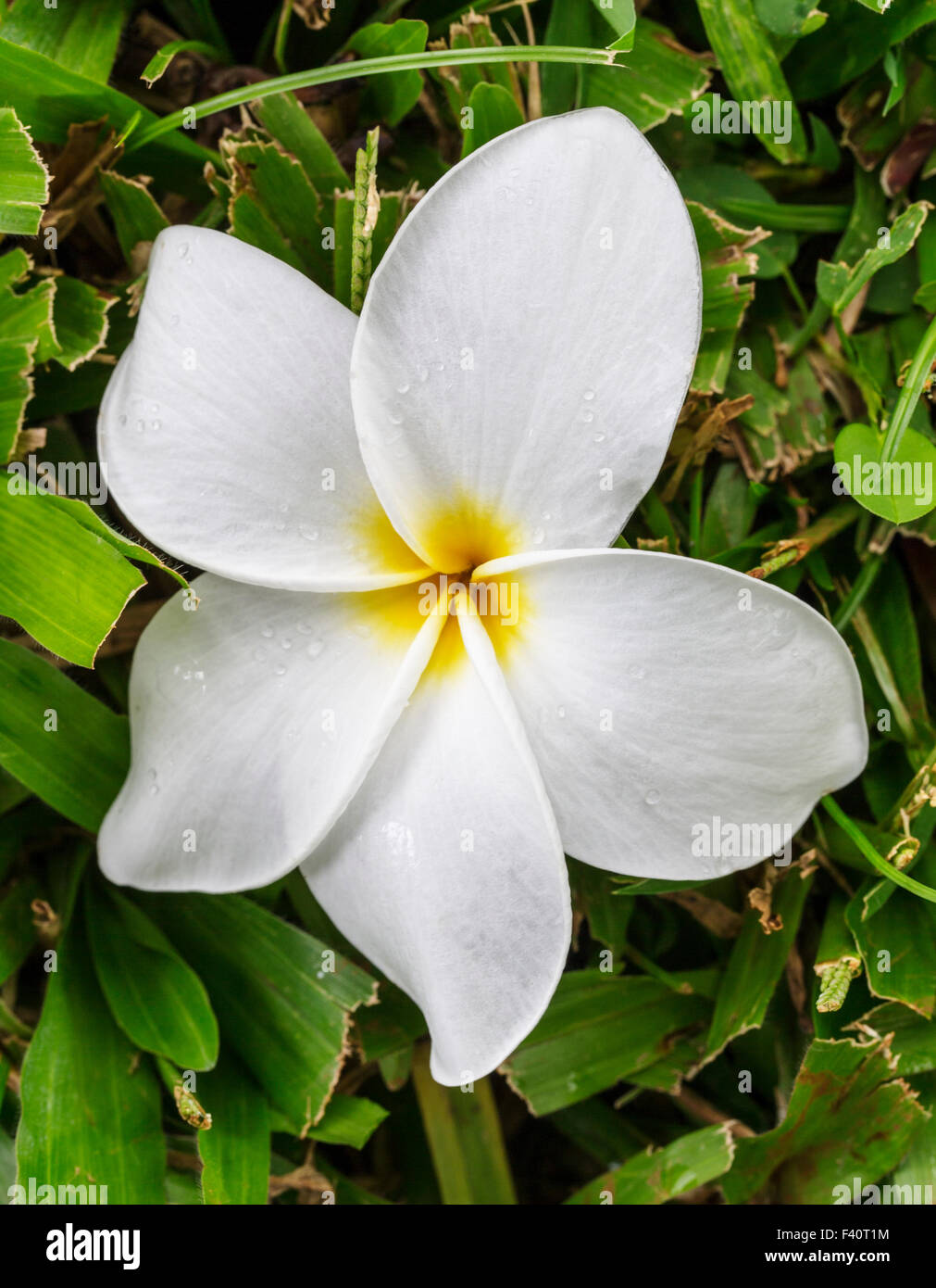 Raindrops; HAWAIIAN FLAG; PLUMERIA ACUMINATA; “Singapore plumeria”; Kalapaki Bay; Kauai; Hawai'i; USA Stock Photo