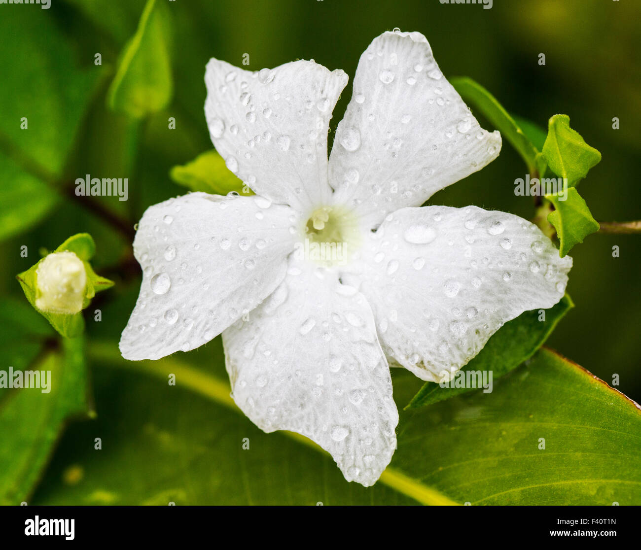 Raindrops; PIG VINE; Thunbergia grandiflora; white trumpit; Kalapaki Bay; Kauai; Hawai'i; USA Stock Photo