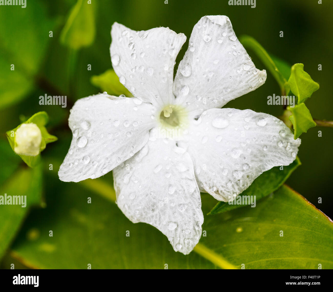 Raindrops; PIG VINE; Thunbergia grandiflora; white trumpit; Kalapaki Bay; Kauai; Hawai'i; USA Stock Photo