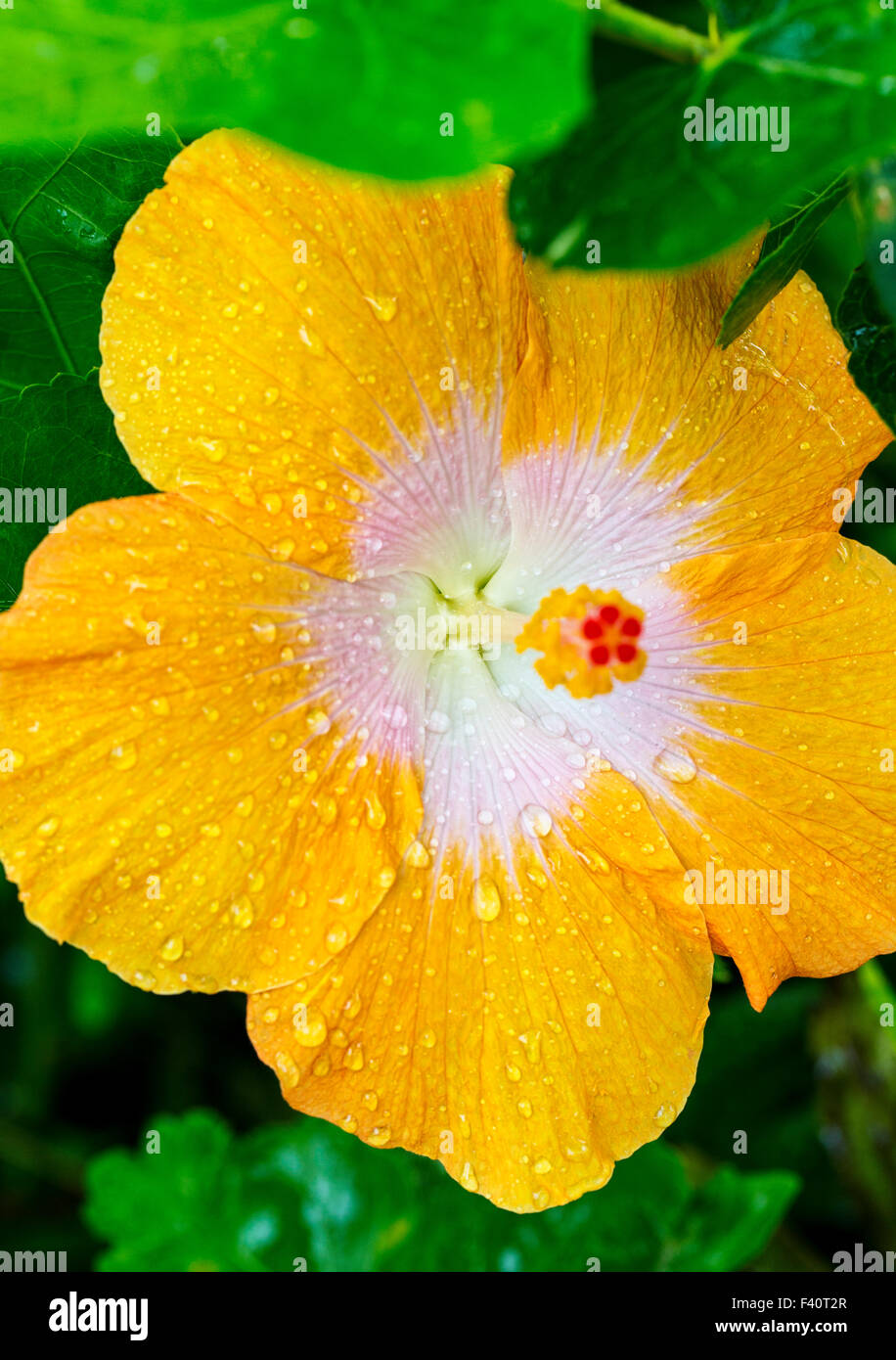 Lei islands hi-res stock photography and images - Alamy