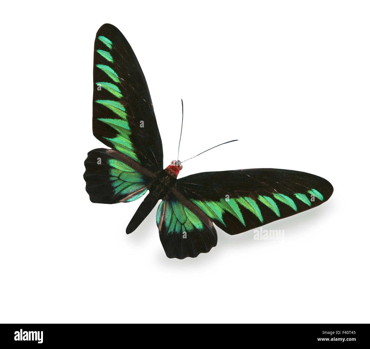 Green and black butterfly isolated on white Stock Photo - Alamy