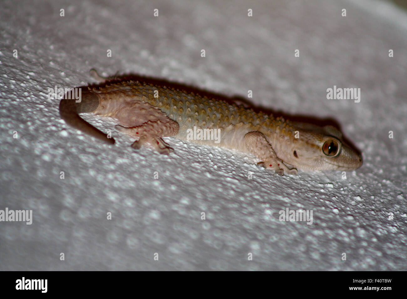 Moorish gecko Stock Photo