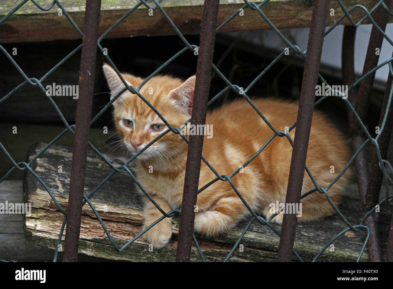 kitten in a cage Stock Photo Alamy