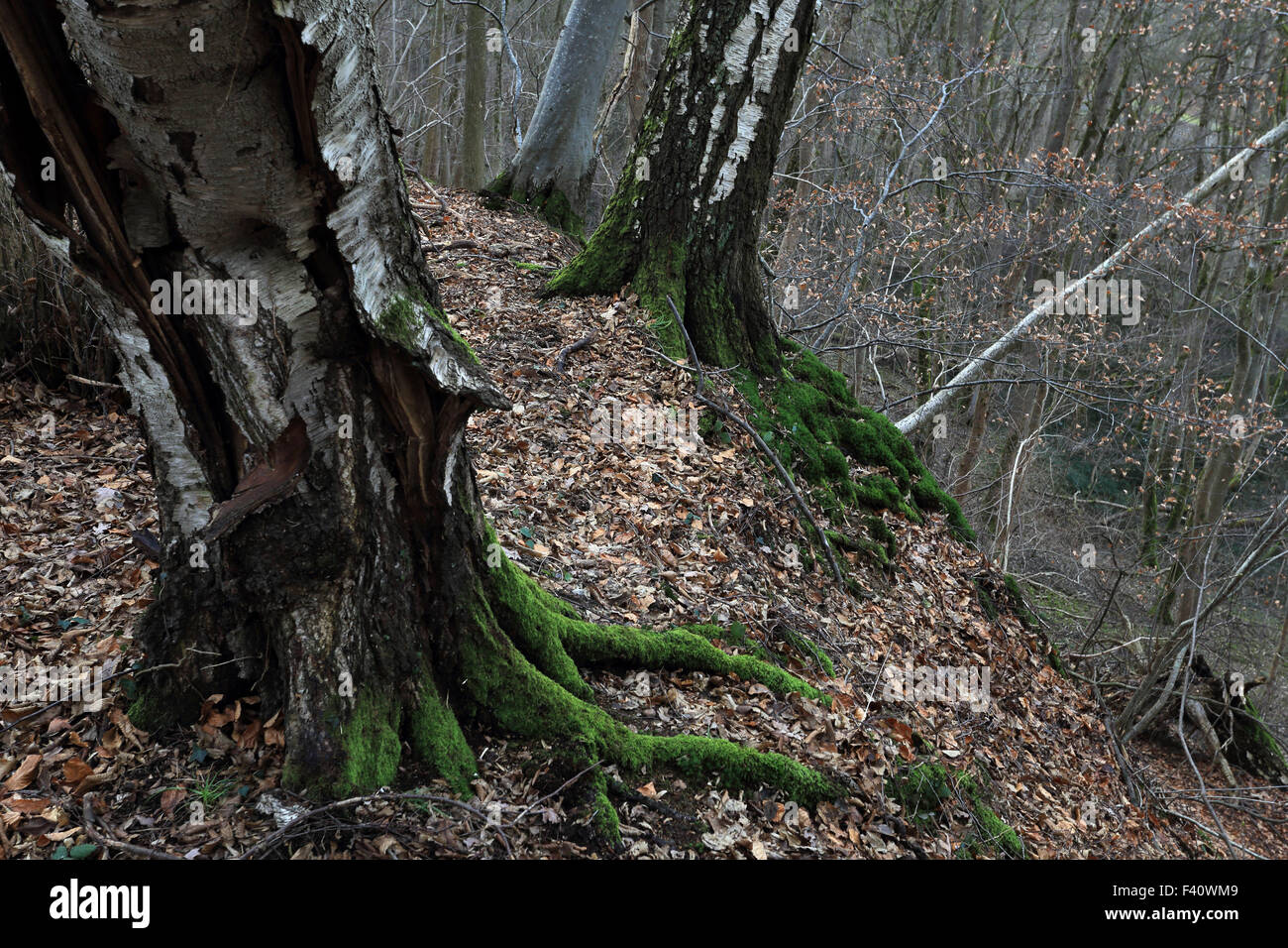 Old birch trees, Betula pendula, Bavaria, DE Stock Photo