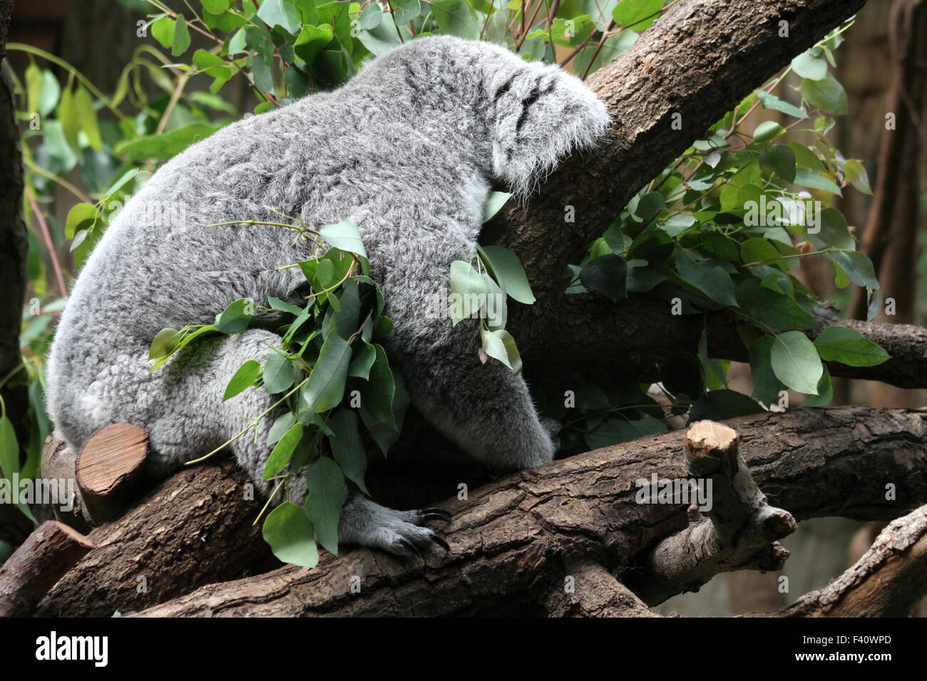 koala bear, sleeping Stock Photo Alamy