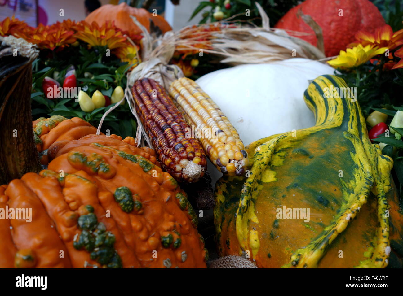 Fall pumpkin display Stock Photo
