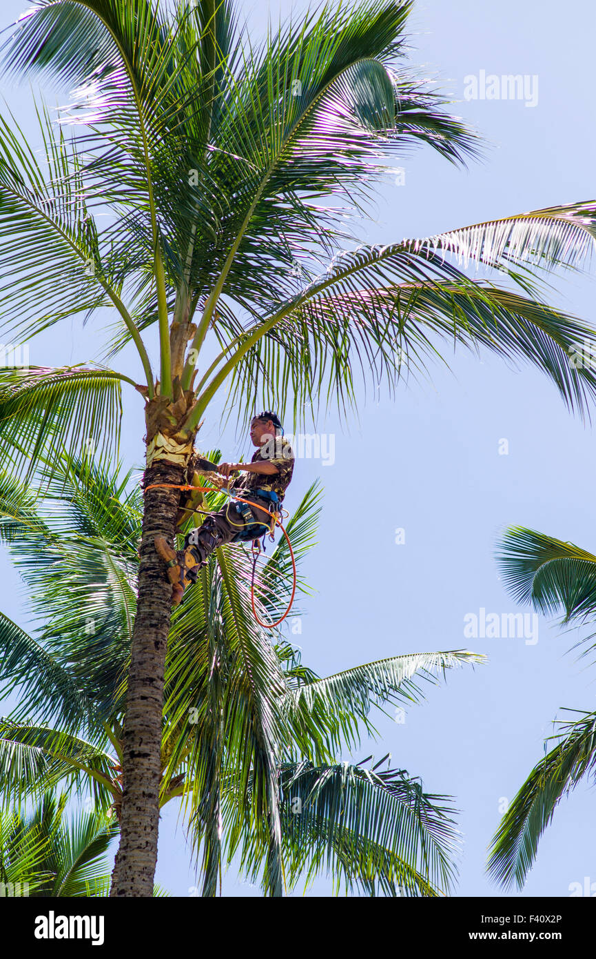 Worker trimming Palm fronds from tree, Kaua’i Marriott Resort; Kalapaki