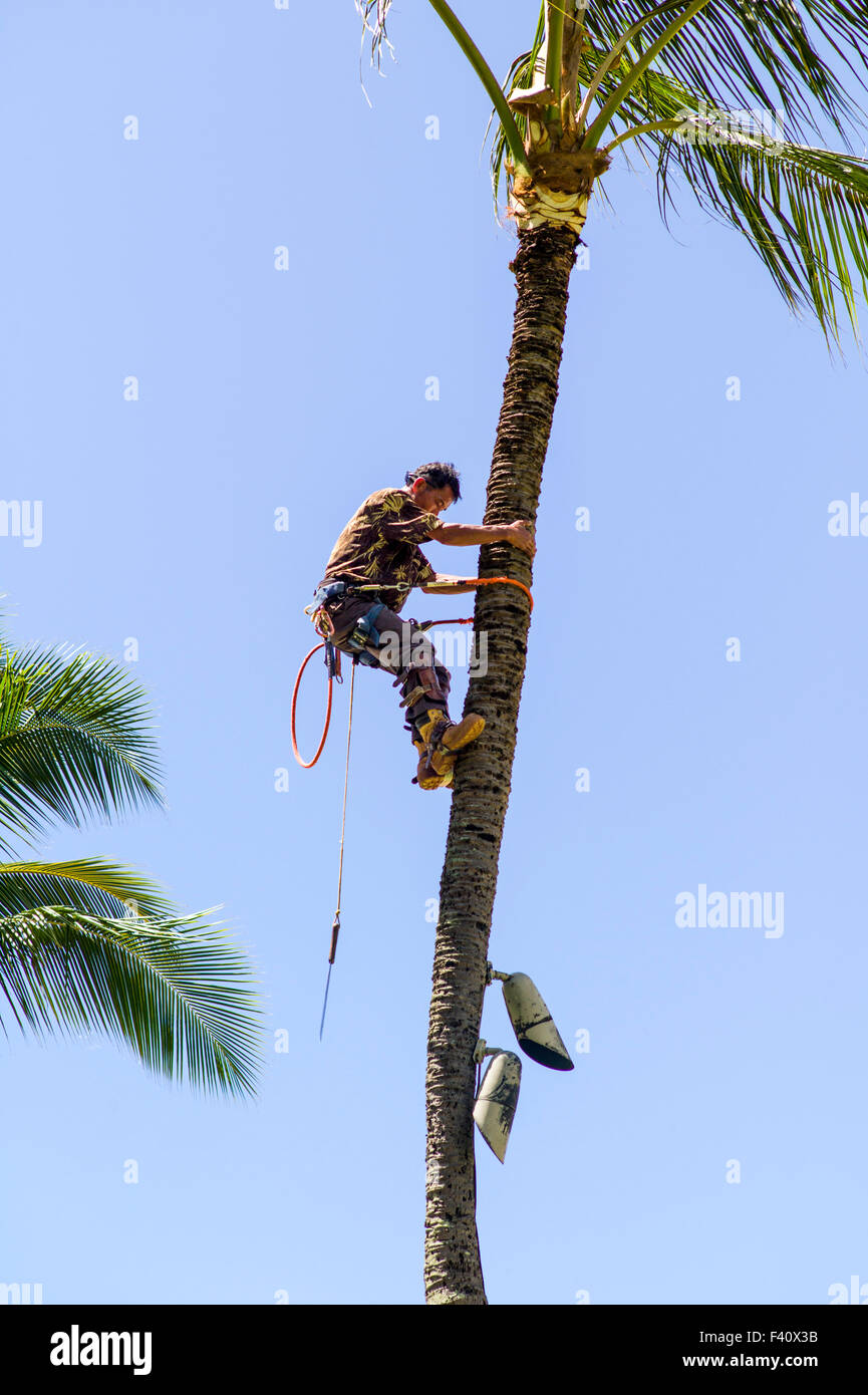 Worker trimming Palm fronds from tree, Kaua’i Marriott Resort; Kalapaki Bay, Kaua'i, Hawaii, USA Stock Photo