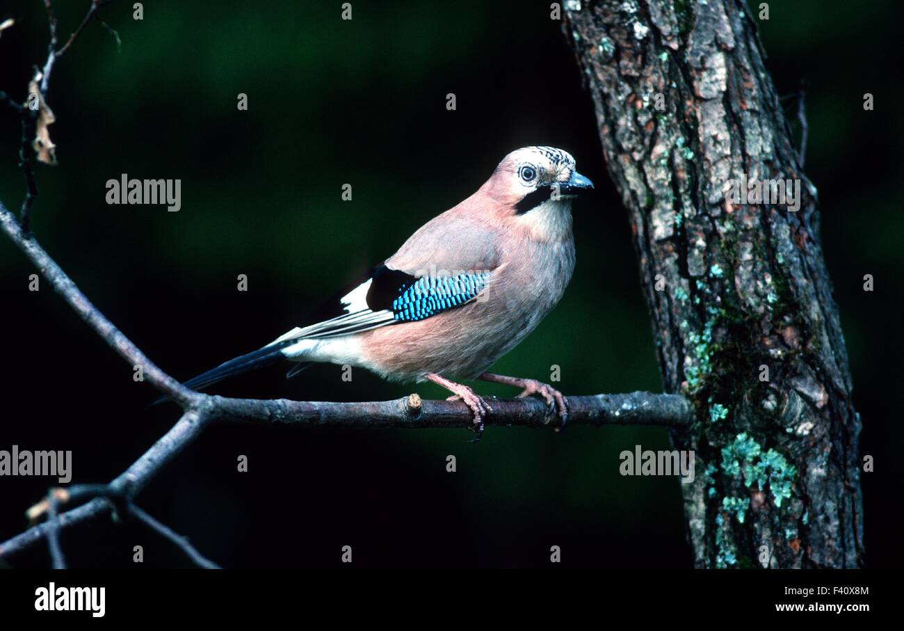 jay; songbird; Stock Photo