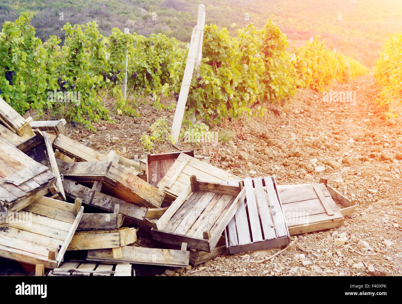 Empty boxes for grapes Stock Photo - Alamy