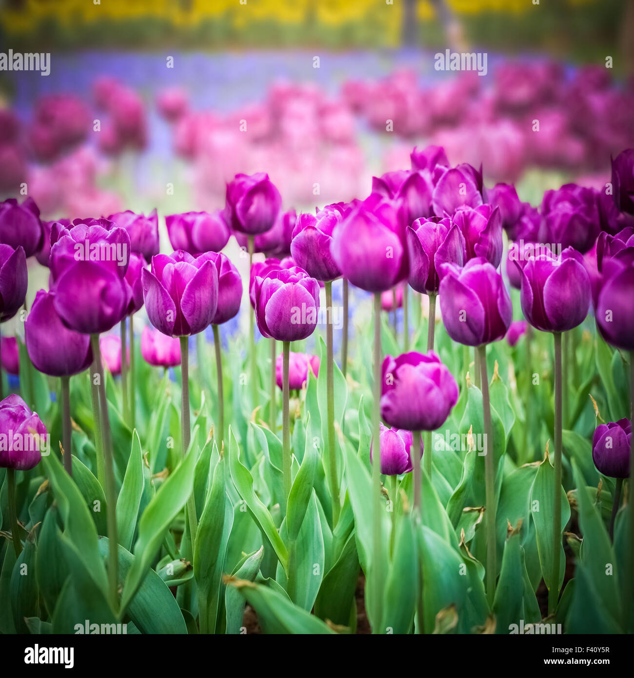 purple tulips closeup in the park Stock Photo