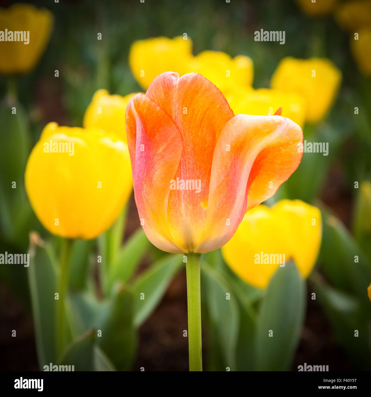 orange tulips closeup Stock Photo
