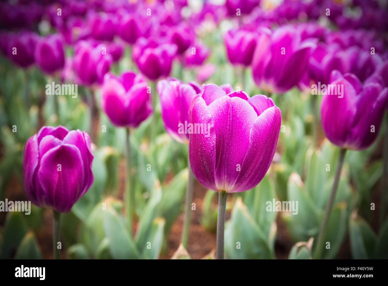 purple tulips field closeup Stock Photo