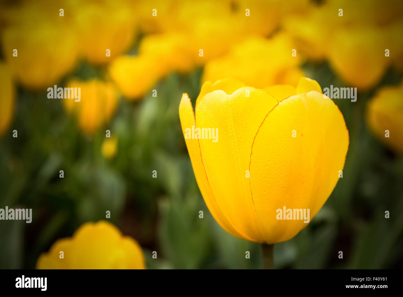 yellow tulips closeup Stock Photo