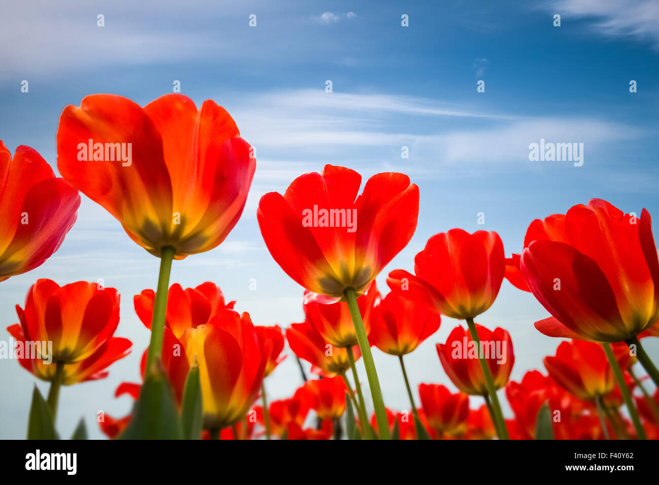 red tulips against a blue sky Stock Photo