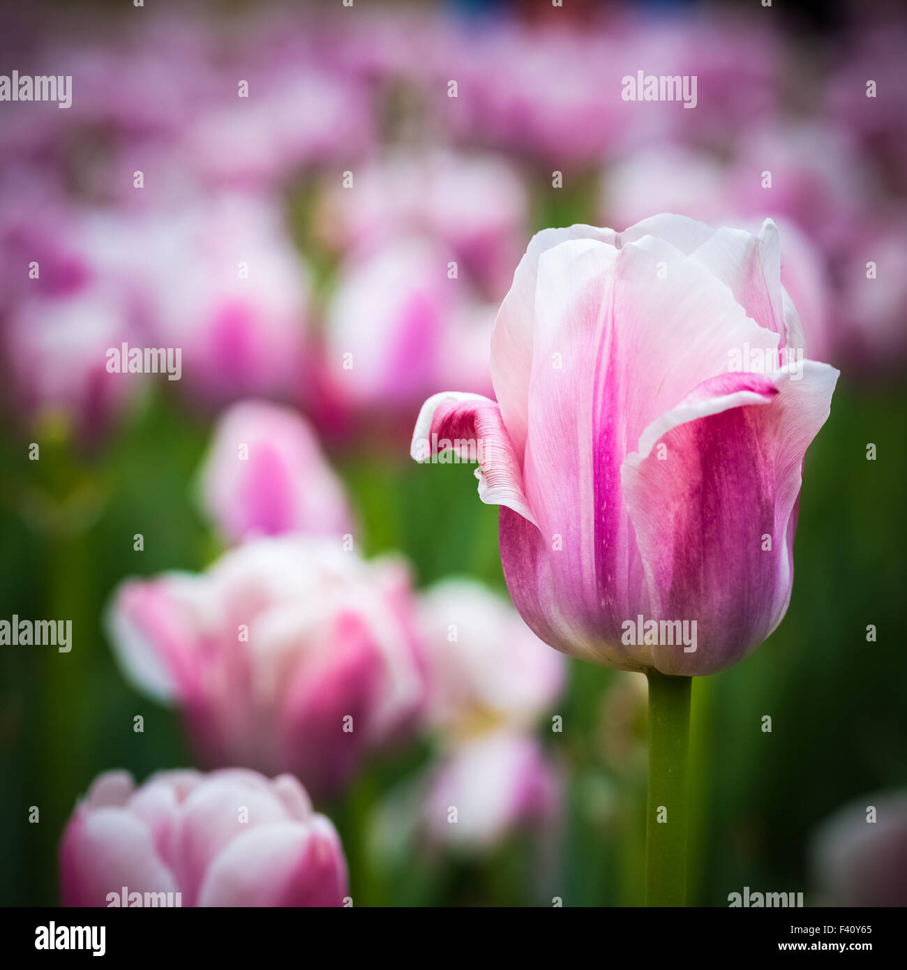 pink tulips closeup Stock Photo