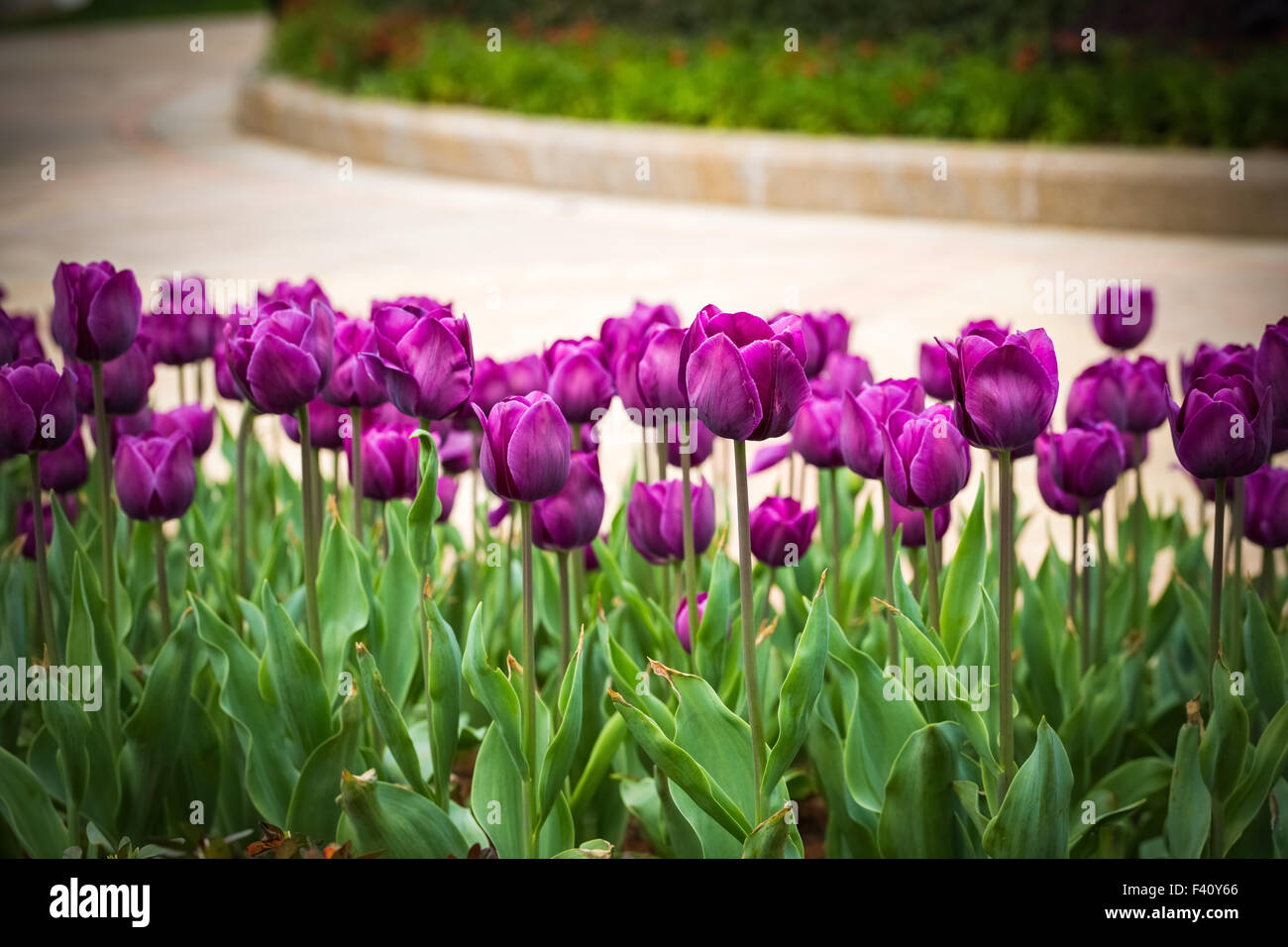 purple tulips in bloom on park Stock Photo
