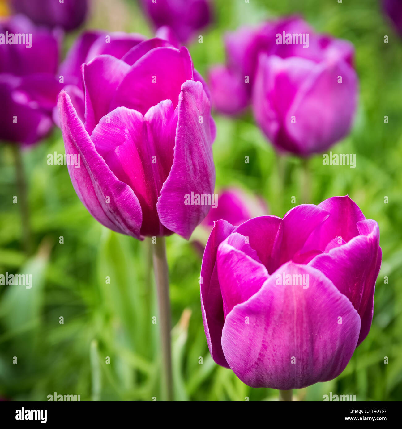 purple tulips Stock Photo