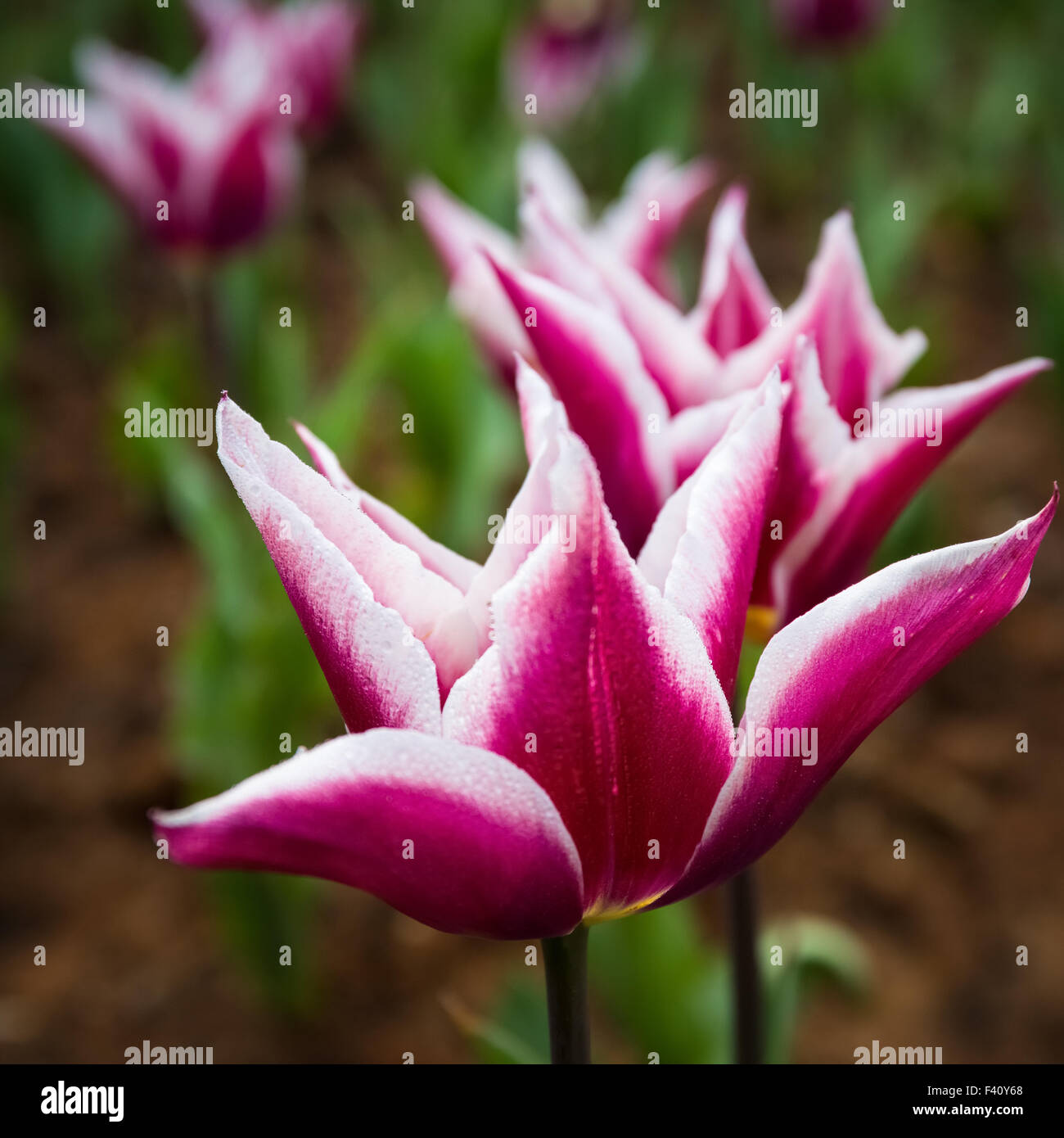 beautiful tulips closeup Stock Photo
