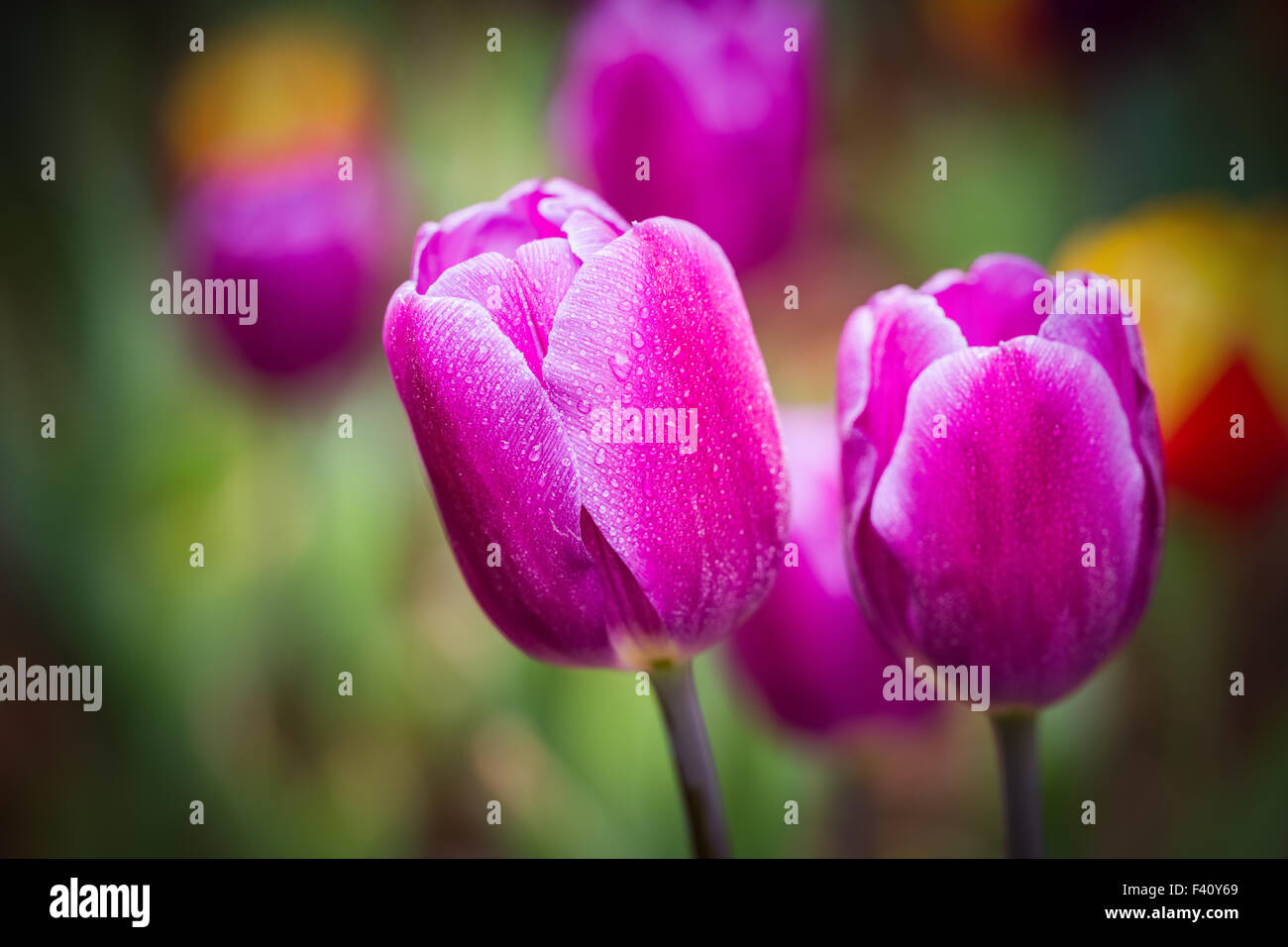 purple tulips macro Stock Photo