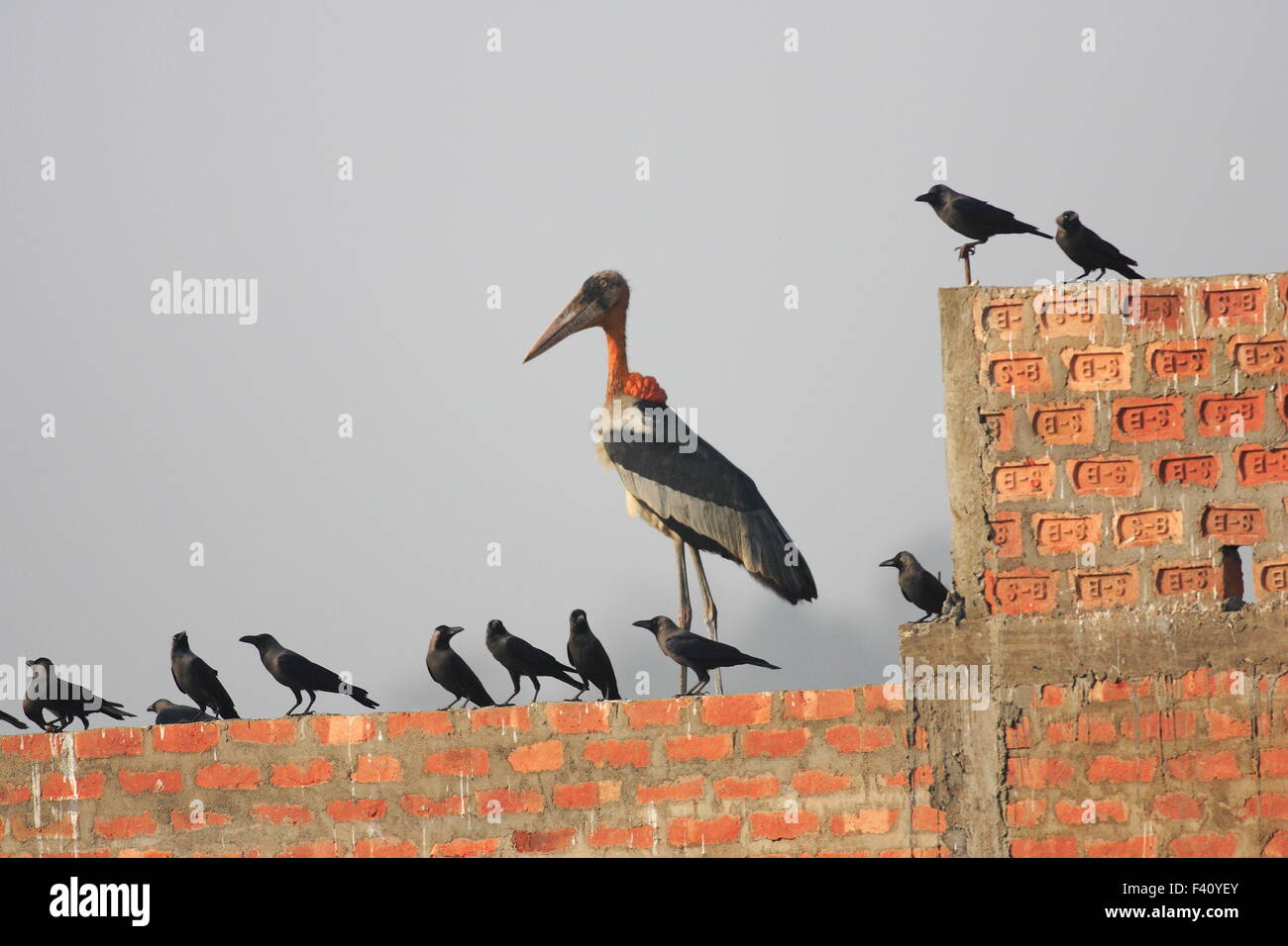 Greater adjutant stork (Leptoptilos dubius) in India Stock Photo