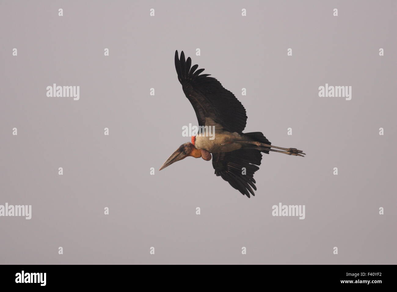 Greater adjutant stork (Leptoptilos dubius) in India Stock Photo