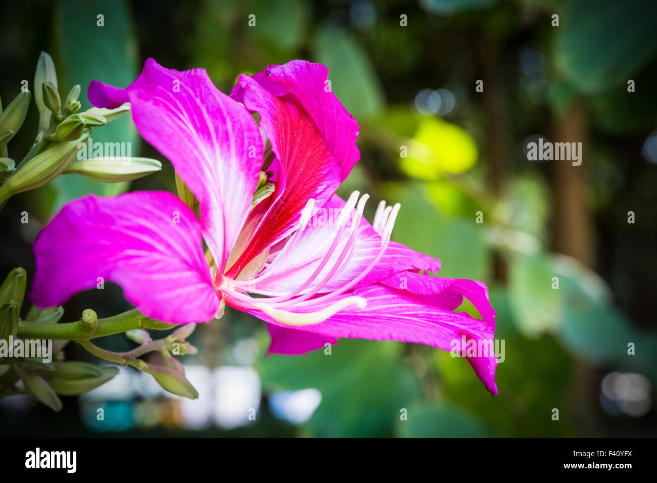 bauhinia flower closeup Stock Photo