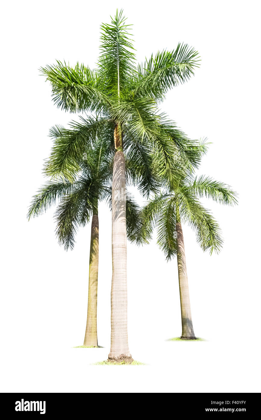 three palm trees isolated Stock Photo