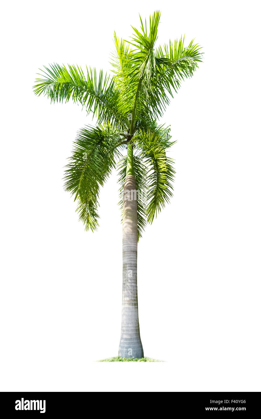 palm tree isolated Stock Photo