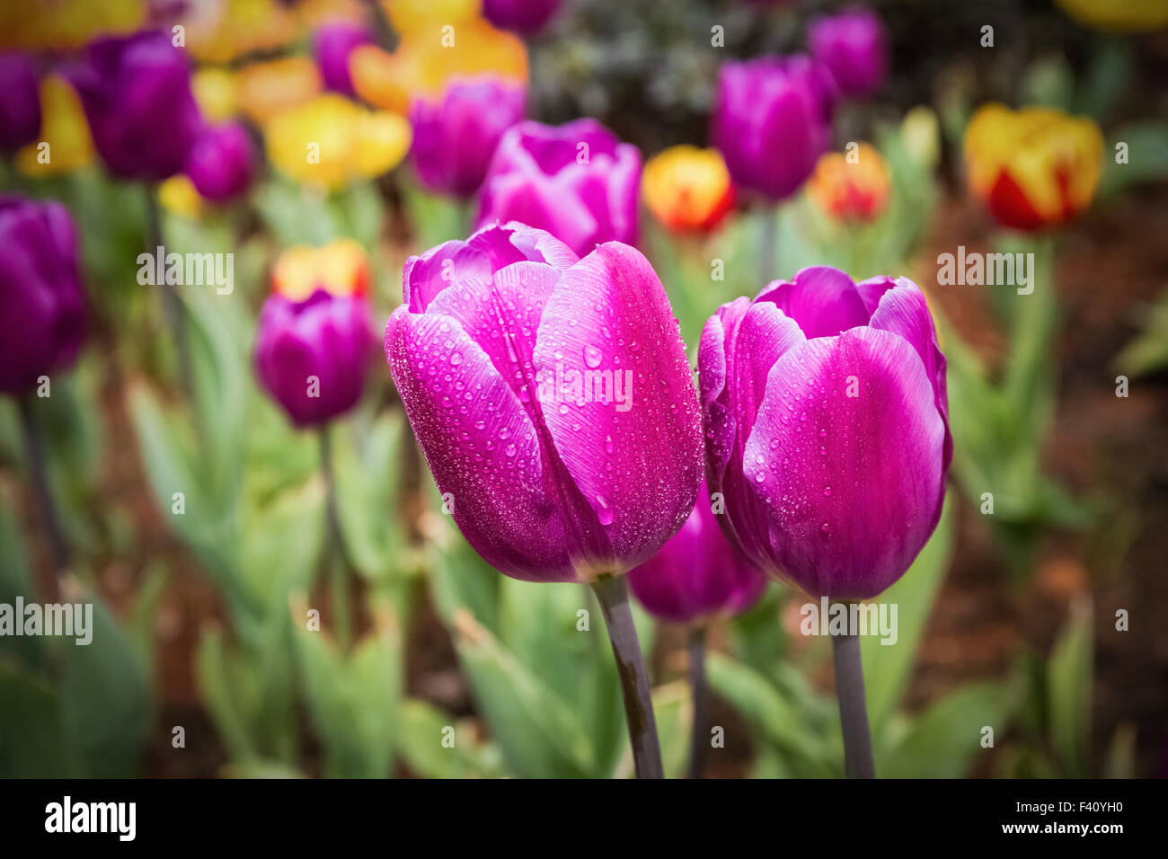purple tulips closeup Stock Photo