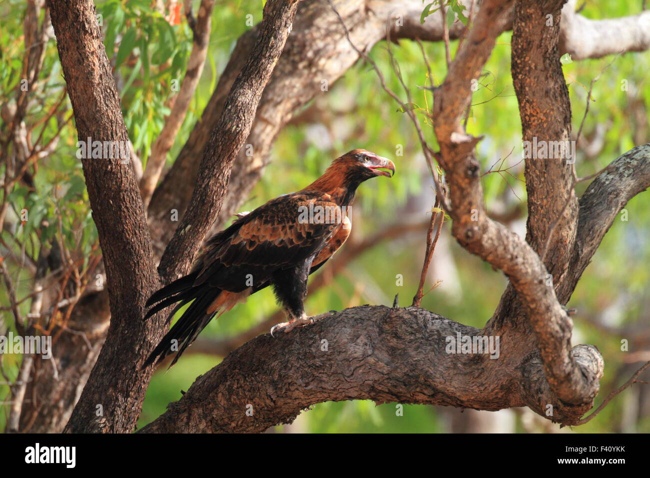 Wedge-tailed Eagle (Aquila audax) in Australia Stock Photo