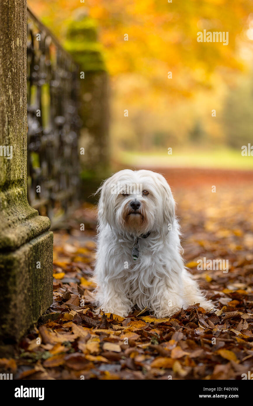 Dog in autumn Stock Photo