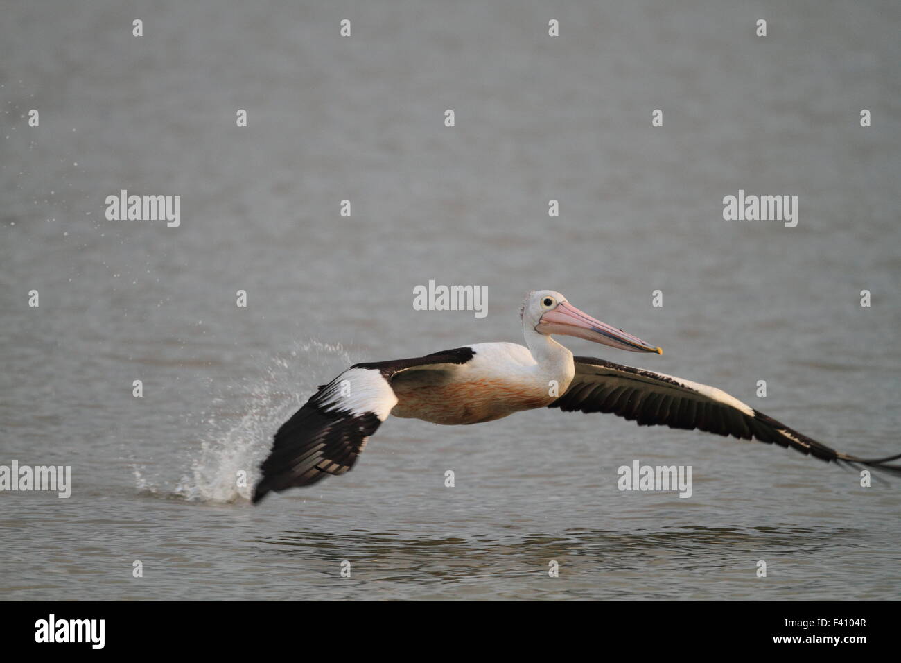 Australian pelican (Pelecanus conspicillatus) in Cairns, Australia Stock Photo