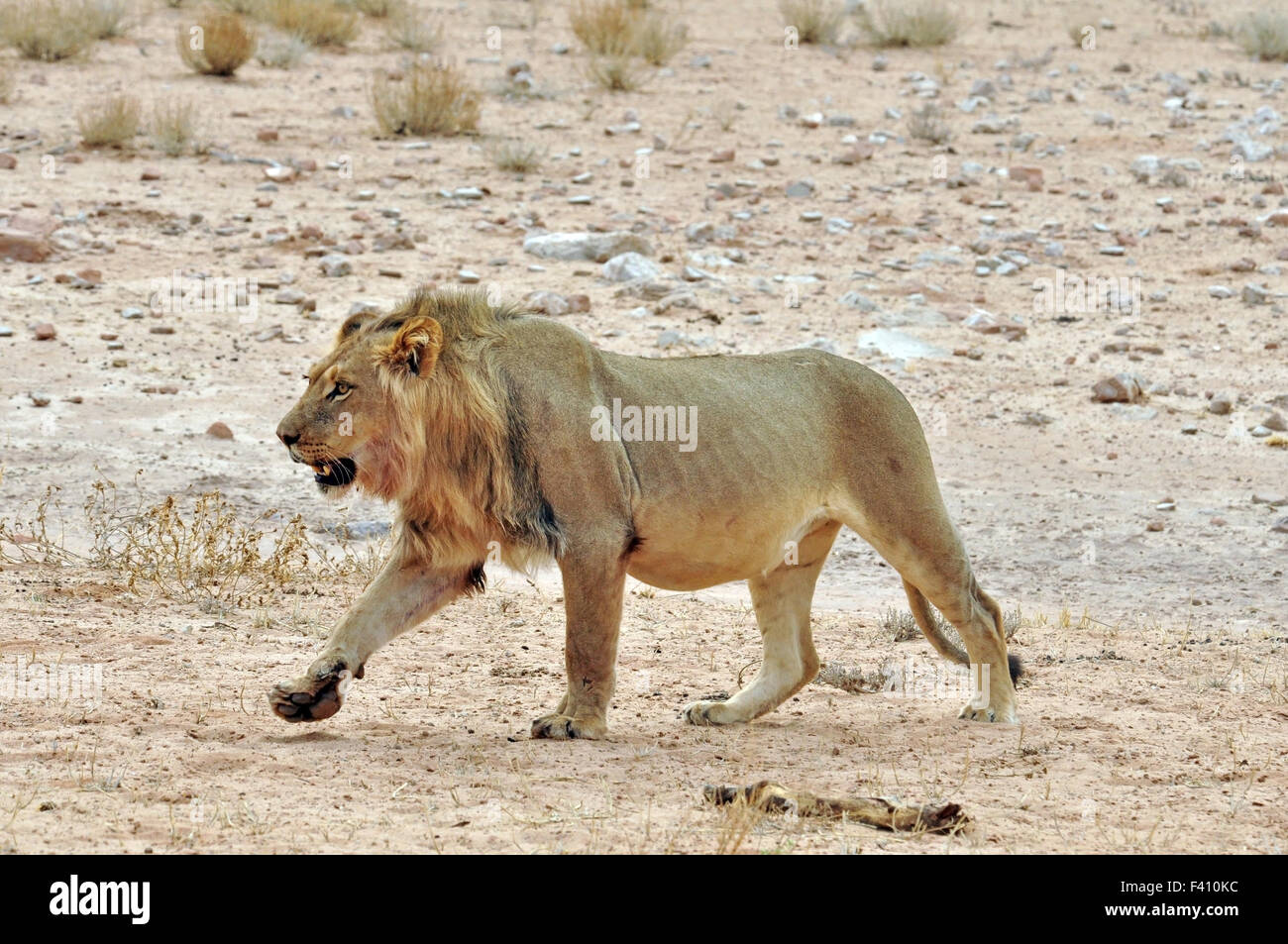 Adapted hunter hi-res stock photography and images - Alamy