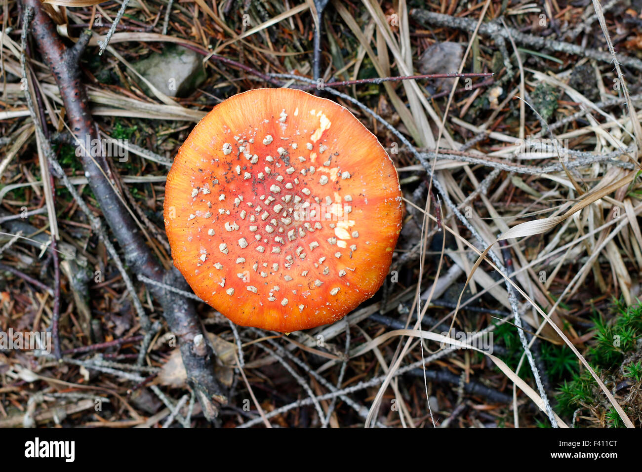 Amanita muscaria - poisonous mushroom Stock Photo