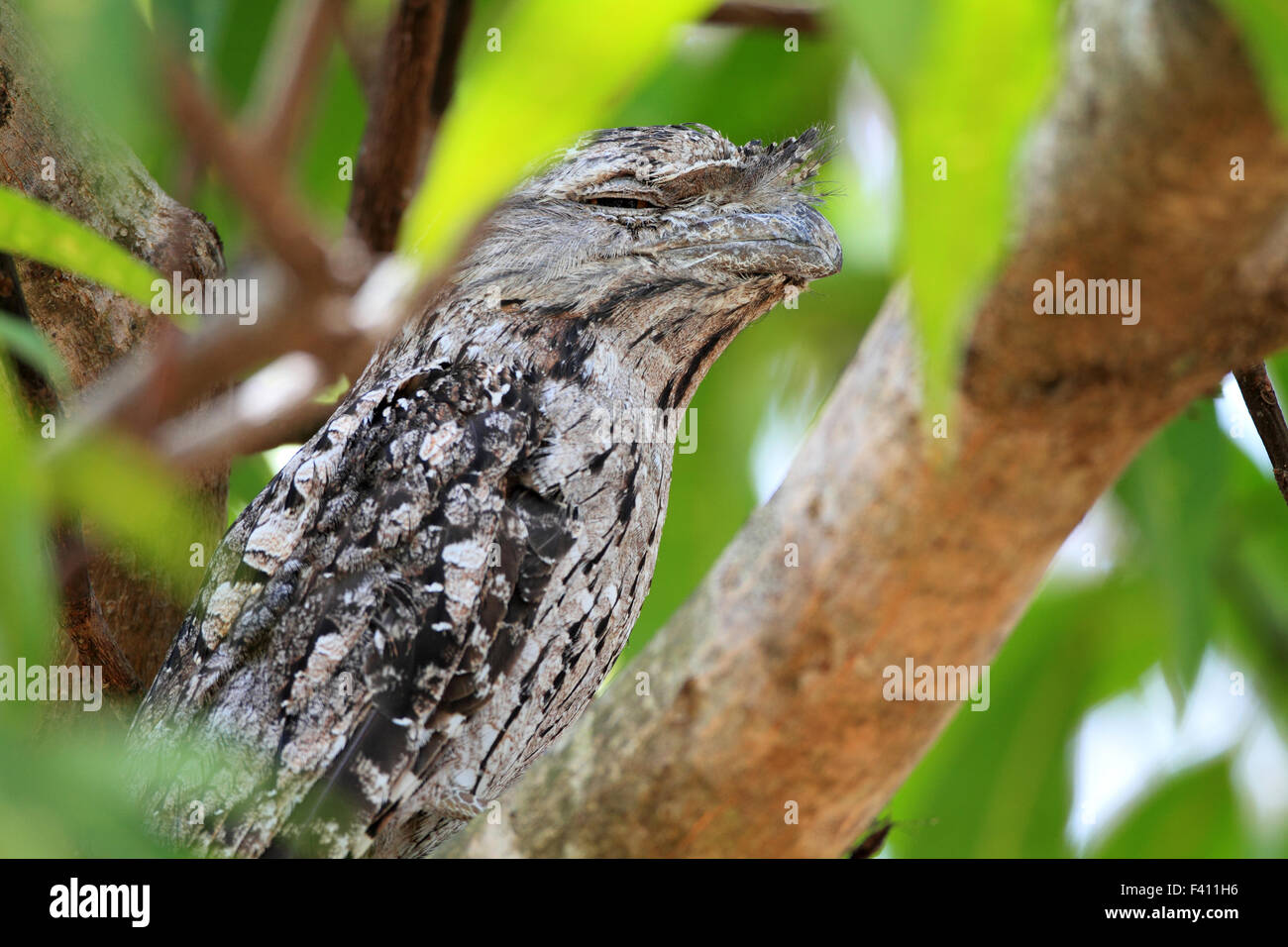 Tawny Frogmouth (Podargus strigoides) in Australia Stock Photo