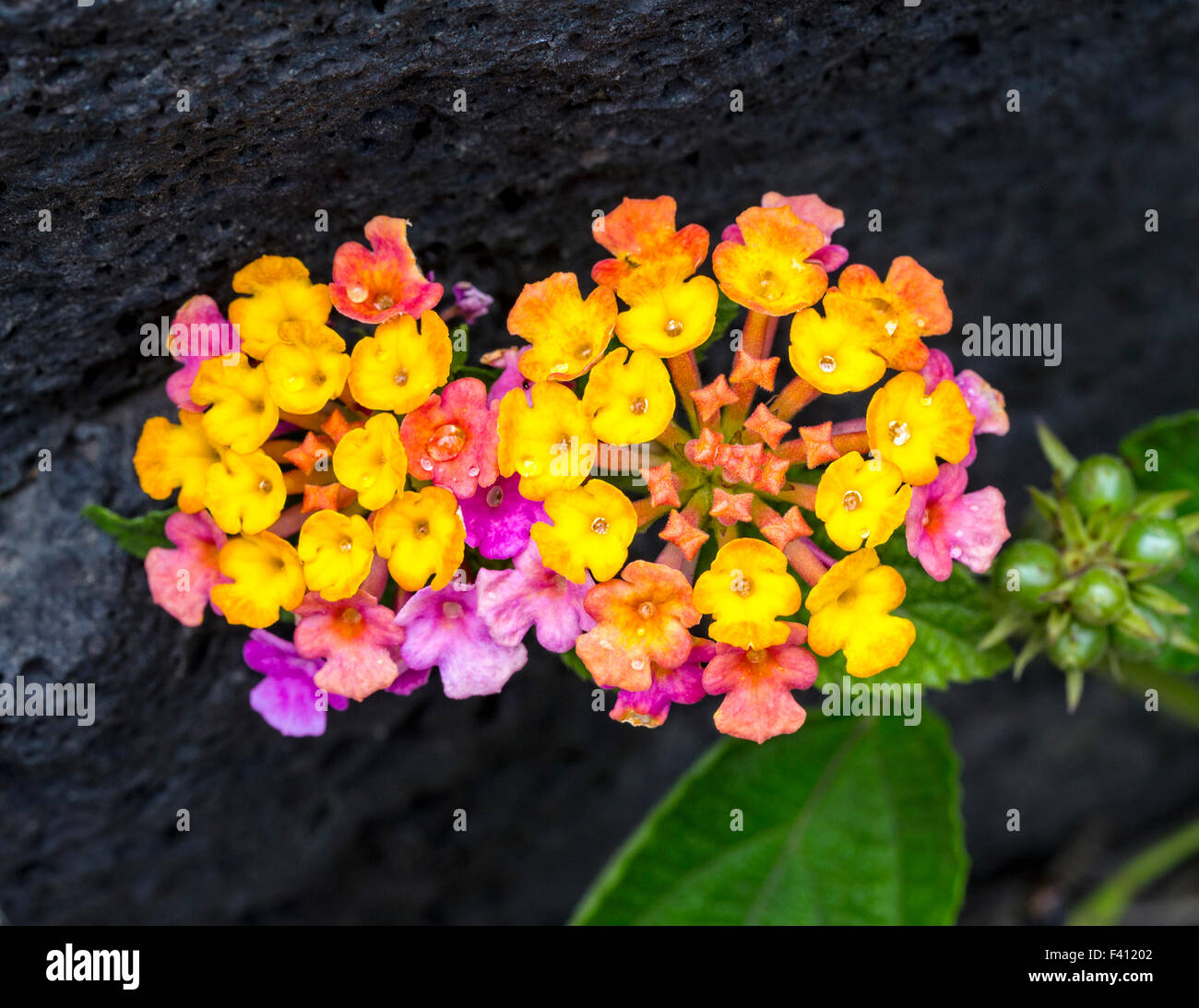 Lantana camara, big sage, Hawai'i Volcanoes National Park, Big Island, Hawai'i, USA Stock Photo