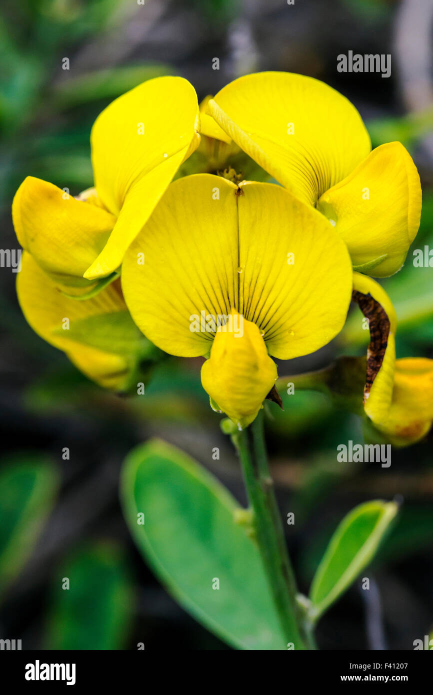 Pencil Flower; Stylosanthes biflora; Hawai'i Volcanoes National Park, Big Island, Hawai'i, USA Stock Photo