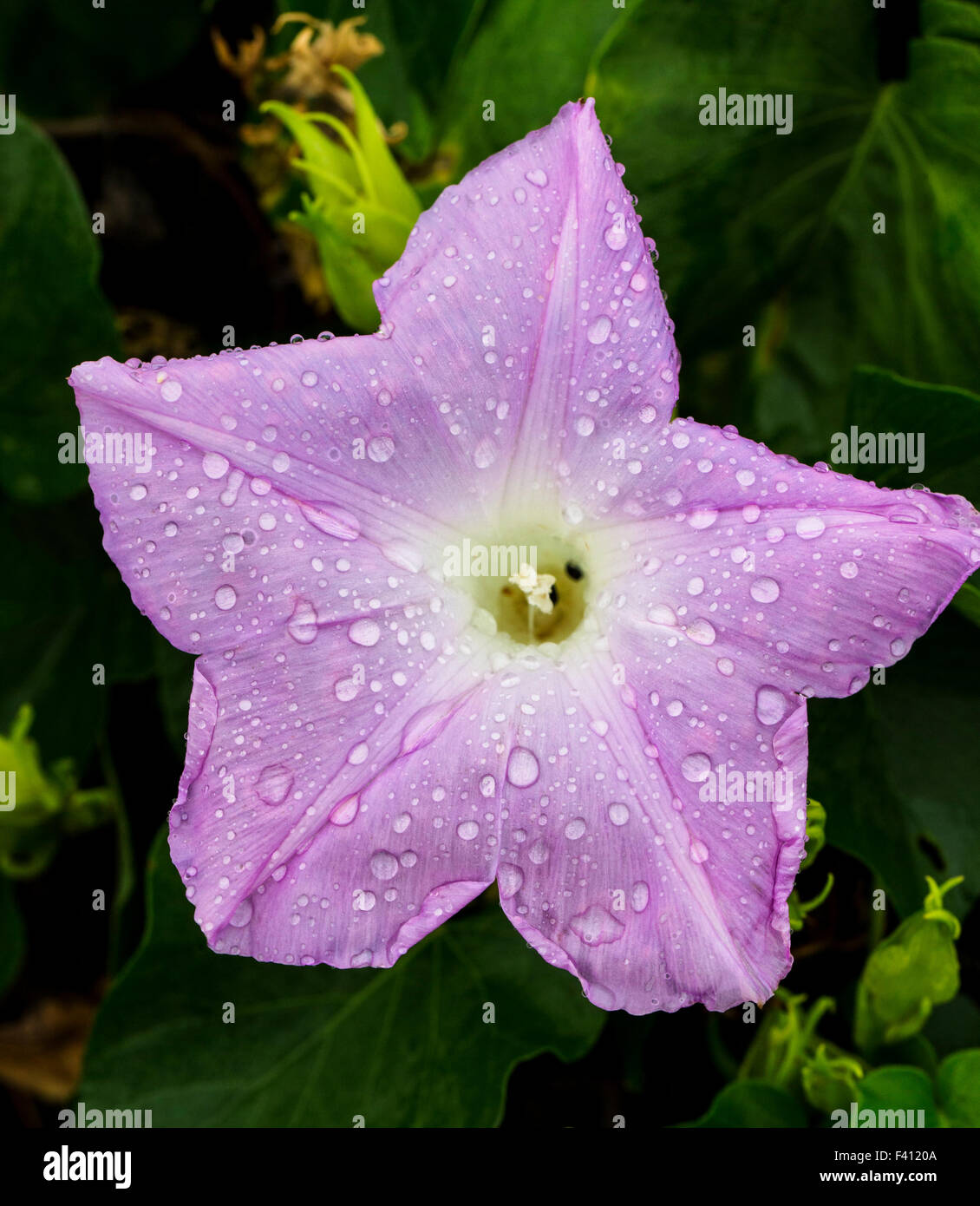 Purple moonflower hi-res stock photography and images - Alamy
