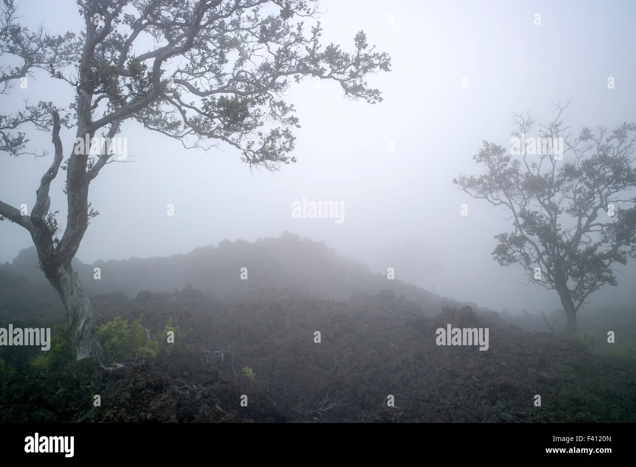 Foggy view of lava rock fields & trees near Mauna Loa Road, Hawai'i Volcanoes National Park, Big Island, Hawai'i, USA Stock Photo