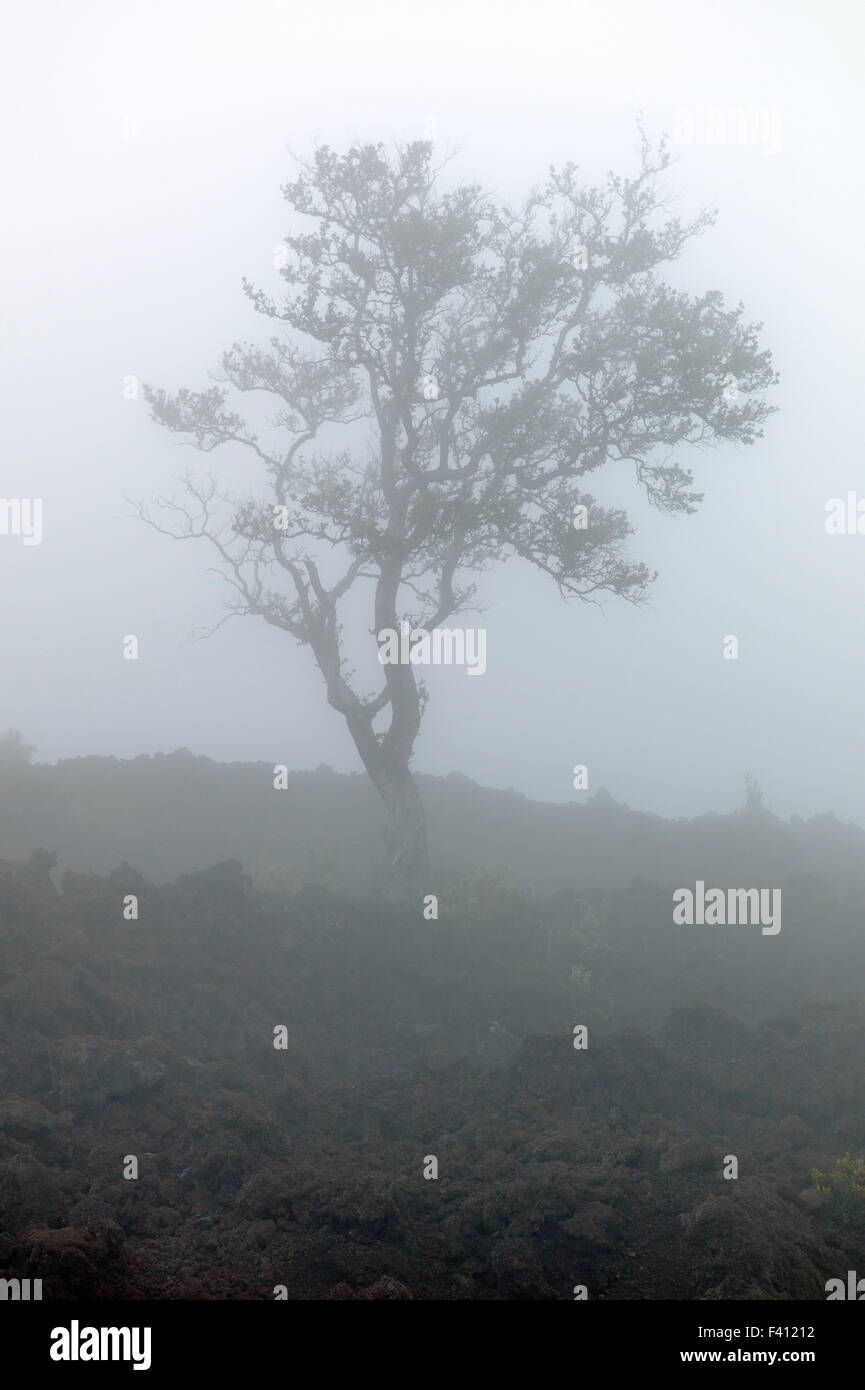 Foggy view of lava rock fields & trees near Mauna Loa Road, Hawai'i Volcanoes National Park, Big Island, Hawai'i, USA Stock Photo