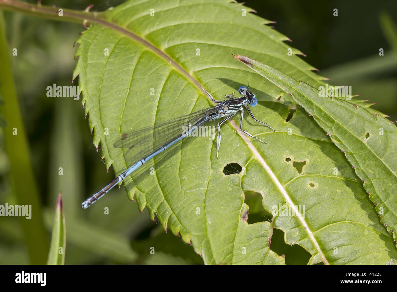 Platycnemis pennipes, White-legged damselfly Stock Photo - Alamy
