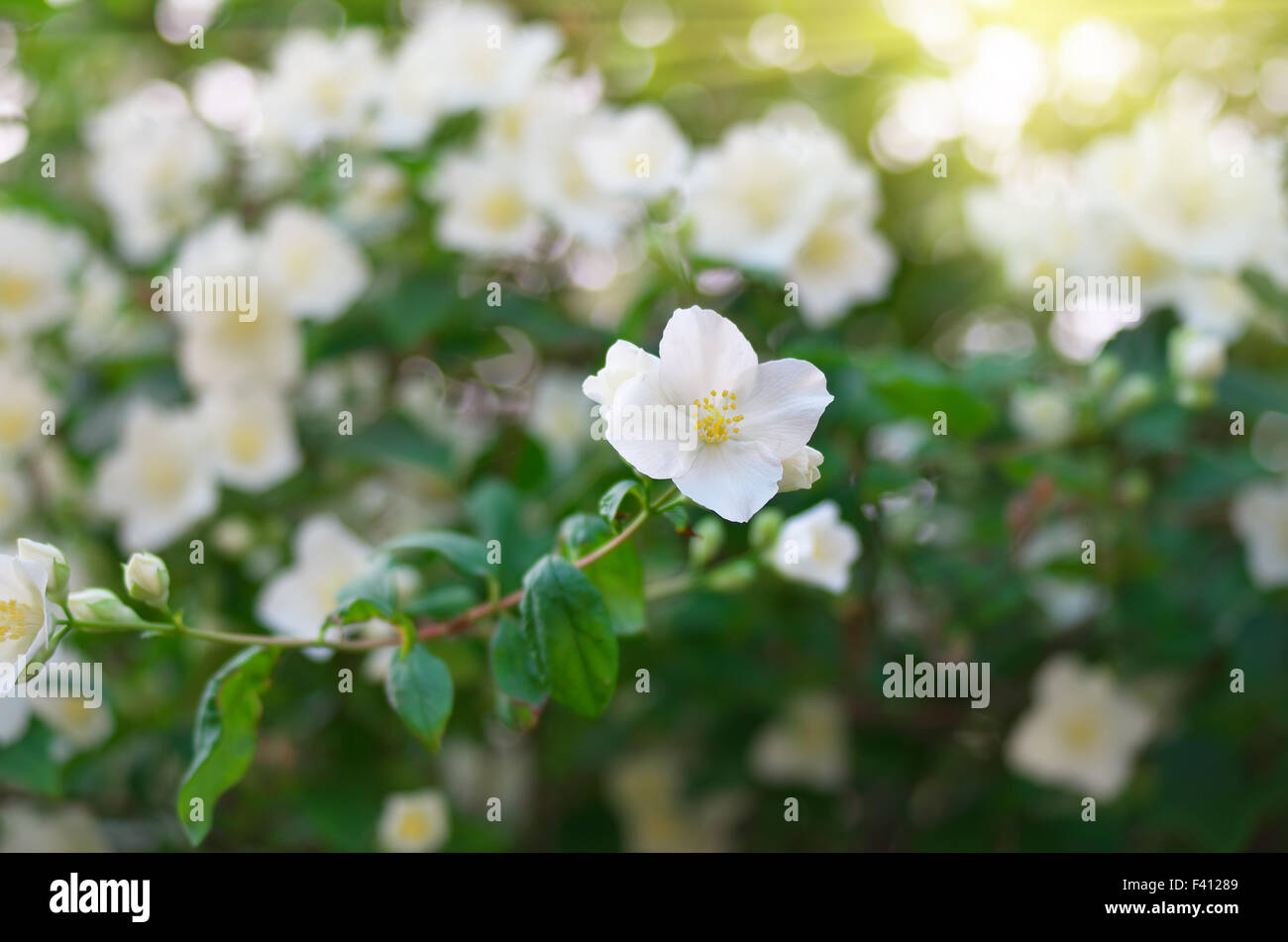 Jasmine flower hi-res stock photography and images - Alamy